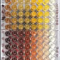 Antimicrobials Research Group (ARG)